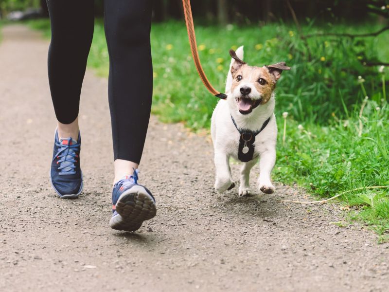 Person walking a happy Jack Russell Terrier on a leash along a path through green grass.
