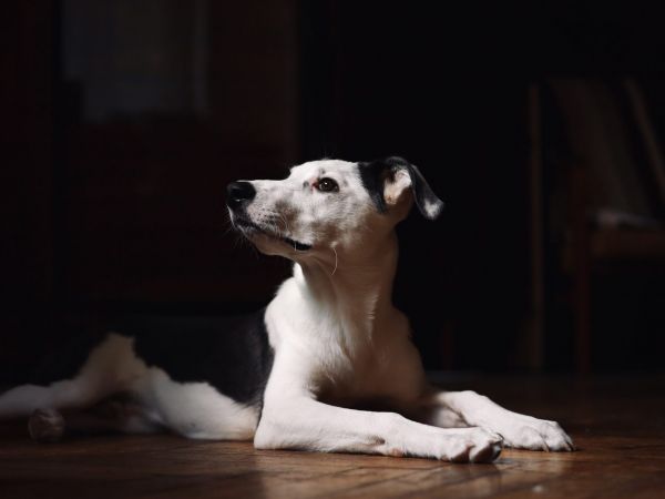 Black and white dog lying on a wooden floor in a patch of sunlight, looking to the left.
